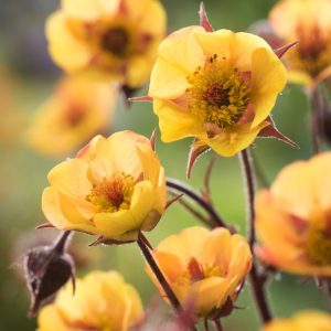 Geum rivale, also known as Water Avens, displays delicate, nodding, bell-shaped flowers with coppery-pink petals and reddish sepals, rising above its lobed green basal foliage.