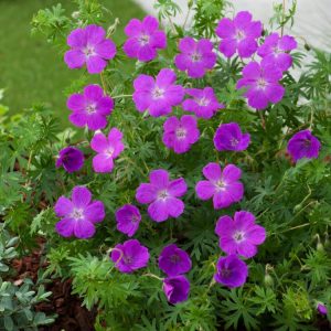 Vibrant magenta Geranium sanguineum flowers with delicate veins, blooming profusely above a dense mat of finely dissected dark green foliage, ready for UK gardens.
