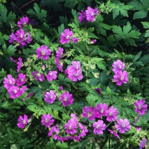 Geranium 'Sirak' showcasing its striking deep purple-blue flowers with darker veins, nestled amongst its attractive, deeply lobed green foliage.