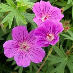 Vibrant magenta-pink flowers of Geranium 'Tiny Monster' with darker veins, set against deeply cut dark green foliage, forming a dense, low-growing mound.