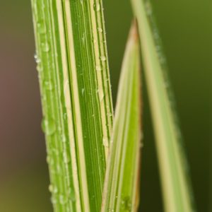 Close-up of Glyceria maxima 'Variegata' showing its distinctive cream and green striped, broad, strap-like leaves with upright stems.