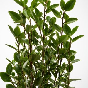 A vibrant, dense Griselinia littoralis hedge displaying its characteristic glossy, leathery, apple-green, oval leaves in abundance. This robust evergreen shrub forms a neat and verdant screen.