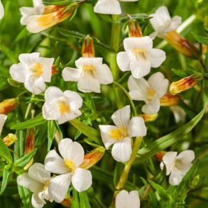 Gratiola officinalis displaying delicate white to pale pink trumpet-shaped flowers with purple veining, atop slender green stems and lance-shaped leaves.