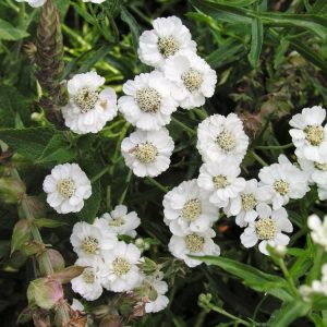 Dense mound of Gypsophila 'Compacta Plena' featuring numerous small, double white flowers clustered together, atop delicate grey-green foliage.