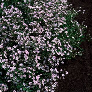 Gypsophila repens 'Rosea' displaying a dense mat of small, delicate rose-pink flowers covering slender grey-green foliage in full bloom.