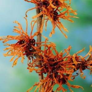Vibrant orange-red, spidery flowers of Hamamelis intermedia 'Aphrodite' glow on bare branches, offering striking winter colour and a unique fragrance.