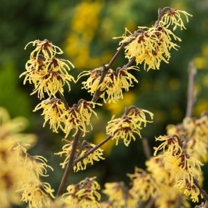 A Hamamelis intermedia 'Arnold Promise' shrub showcasing its vibrant, spidery yellow flowers clustered on bare branches in winter, with rich autumn leaf colour.