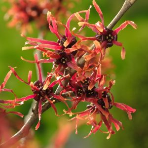Hamamelis intermedia 'Diane' showcasing its unique coppery-red, ribbon-like flowers against bare winter branches, vibrant and fragrant.