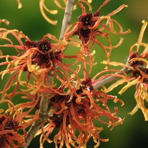 Hamamelis intermedia 'Jelena' with vibrant coppery-orange, spidery flowers blooming profusely on its bare branches, showing its unique crinkled petals.
