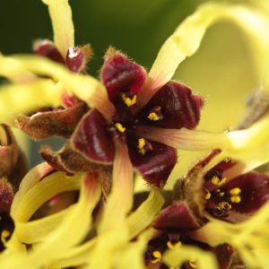 Close-up of Hamamelis intermedia 'Pallida' branches covered in clusters of bright, spidery pale yellow flowers, emerging in late winter on bare stems.