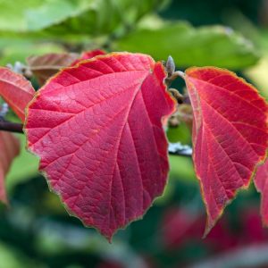 Hamamelis intermedia 'Ruby Glow' showcases striking coppery-red, spidery flowers with crinkled petals, emerging on bare branches in winter, followed by vibrant autumn foliage.