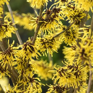 Hamamelis intermedia 'Westerstede' showcases a cluster of vibrant bright yellow, spidery, ribbon-like flowers blooming on bare branches in winter.