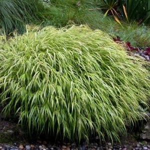 A vibrant mound of Hakonechloa macra with arching green leaves gracefully cascading, showcasing its fine texture and flowing form.