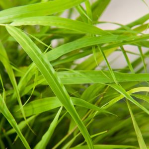 Vibrant Hakonechloa macra 'All Gold' Japanese forest grass with arching golden-yellow leaves, forming a graceful, flowing mound of foliage.