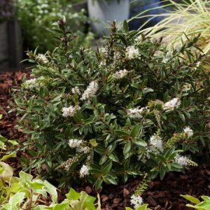 Hebe 'Champagne' shows lush variegated foliage with green centres and creamy-yellow margins, developing pinkish tints. Delicate pale lavender-white flowers bloom on spikes.