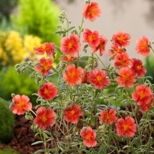Helianthemum 'Fire Dragon' showcases vibrant orange-red, single flowers with bright yellow centres, nestled amongst small, dense grey-green evergreen foliage.