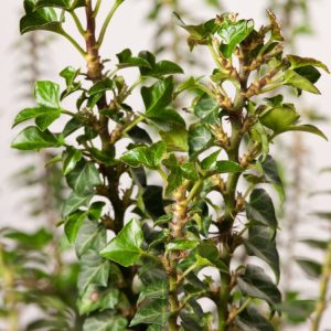 Hedera helix 'Erecta' showcasing its distinctive upright, bushy form with dense, dark green, deeply lobed evergreen leaves and a neat, compact habit.