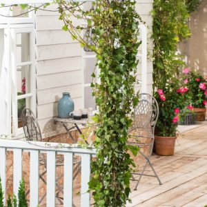 Hedera helix 'Woerner' displaying its distinctive, deeply lobed, dark green leaves with prominent pale veins, providing lush evergreen ground cover or climbing foliage.