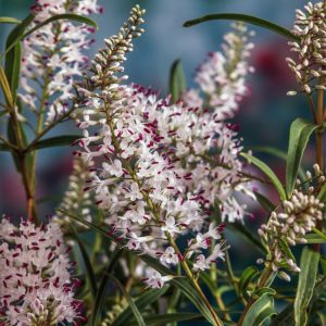 Hebe 'Kirkii', an evergreen shrub with dense, glossy green leaves, often edged in red. It features delicate white flower spikes, perfect for summer interest.