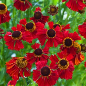 Helenium 'Moerheim Beauty' showcasing numerous coppery-red, daisy-like flowers, each with a prominent dark brown central cone, atop sturdy green stems.