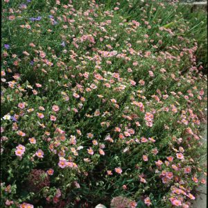Helianthemum 'Lawrenson's Pink' with abundant vibrant pink, single flowers, each featuring a bright yellow centre, nestled among small, grey-green evergreen leaves.