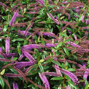 Hebe 'Midsummer Beauty' showcasing its vibrant purple-pink flower spikes emerging from glossy, dark green evergreen foliage, creating a beautiful display.