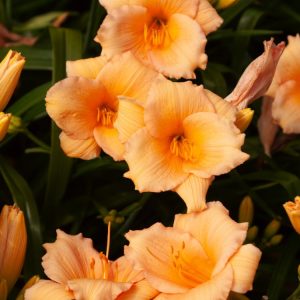 A vibrant clump of Hemerocallis 'Mini Pearl' with numerous creamy yellow, ruffled trumpet-shaped flowers blooming amongst arching green foliage.