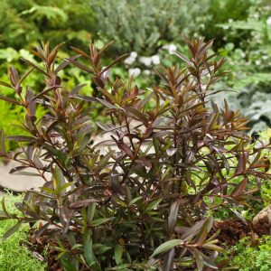 Hebe 'Mrs Winder' features glossy, dark green leaves with purple-bronze tints, presenting upright spikes of vibrant purple-mauve flowers.
