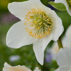 Helleborus niger plant displaying pure white, cup-shaped flowers with prominent yellow centres, surrounded by dark green, leathery evergreen foliage.