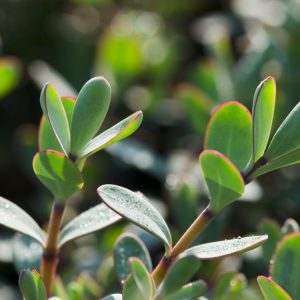 A dense, compact mound of Hebe pinguifolia 'Pagei' displaying its small, glaucous grey-green, fleshy leaves, with delicate clusters of pure white flowers emerging elegantly.