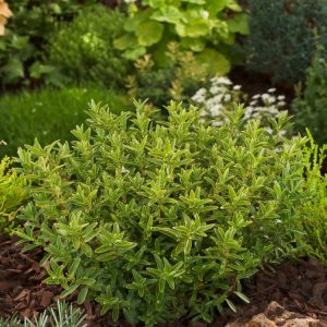 Hebe rakaiensis, a compact evergreen shrub featuring small, glossy bright green leaves and delicate white flower spikes that emerge from early summer, attracting pollinators.