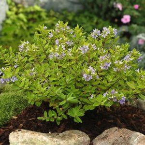 Hebe 'Summer Blue' features dense spikes of vibrant blue-purple flowers emerging from compact, glossy green evergreen foliage, creating a neat, rounded shrub.