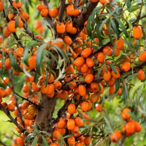 A vibrant Hippophae rhamnoides shrub displaying dense, silvery-green leaves and an abundance of striking bright orange berries along its thorny stems.