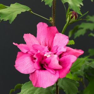 A vibrant Hibiscus syr. Flower Tower Ruby plant in full bloom, showcasing its striking ruby-red, trumpet-shaped flowers with delicate centres and lush green foliage, growing in an upright columnar form.