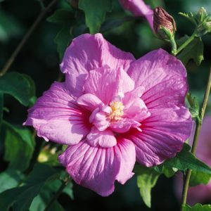 A stunning Hibiscus syriacus Lavender Chiffon shrub featuring delicate, lavender-purple double flowers with ruffled petals and a deep red eye. Lush green foliage.