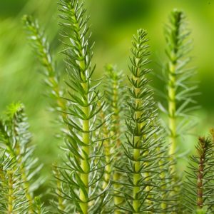 A dense clump of bright green Hippuris vulgaris emergent stems, displaying their distinctive whorled, linear leaves resembling miniature fir trees.