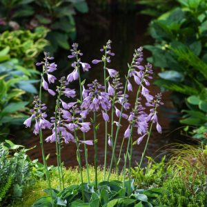 Hosta 'Blue Cadet' displaying its distinctive, heart-shaped blue-green leaves with a slight corrugated texture, forming a neat, mounding clump, ready for a UK garden.