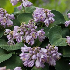 Hosta 'Blue Mouse Ears' with its distinctive, thick, blue-green, cupped foliage. Small, heart-shaped leaves gather to form a neat mound, topped with delicate lavender flowers.