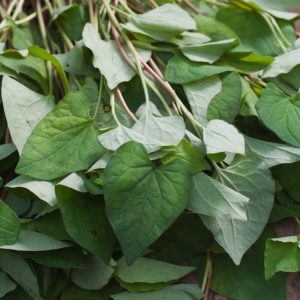 Vibrant Houttuynia cordata 'Chameleon' plant with striking heart-shaped leaves displaying a kaleidoscope of green, cream, red, and pink hues, topped with small white flowers.