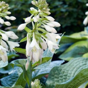 Hosta 'Elegans' displays large, deeply veined, blue-green, corrugated leaves with a puckered texture, forming an impressive, mounding foliage clump.