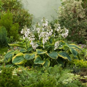 Hosta 'Frances Williams' displaying its large, heavily textured, heart-shaped leaves with blue-green centres and bold, irregular golden-yellow margins.