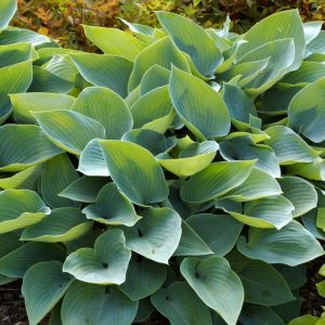Hosta 'Halcyon' displays striking, deeply veined, heart-shaped blue-grey leaves. Elegant lavender bell flowers rise above the dense, mounding foliage in summer.