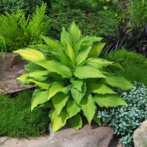 Hosta 'Lady Guineverre' with its distinctive heart-shaped, blue-green leaves bordered by creamy white variegation, showcasing elegant summer blooms.