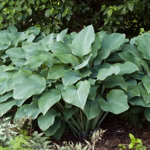 Hosta nigrescens 'Krossa Regal' features large, upright blue-green leaves with pronounced ribs, forming a striking vase shape. Pale lavender flowers appear in summer.