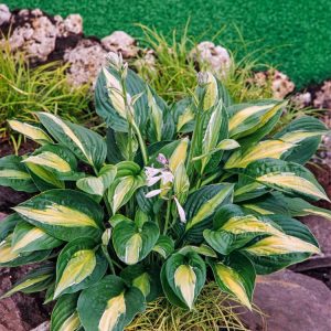 Hosta 'Striptease' displaying its striking heart-shaped foliage. Dark green margins frame a creamy-yellow centre, separated by a distinct white stripe.