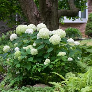 Hydrangea arborescens 'Annabelle' showcasing its massive, spherical clusters of pure white flowers, with lush green foliage providing a vibrant backdrop.