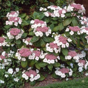 A close-up of Hydrangea aspera 'Macrophylla' showcasing its large, rough-textured dark green leaves and delicate lacecap flowers with purple centres.