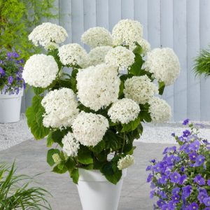 Hydrangea arborescens Strong Annabelle showcasing large, globe-shaped white flower heads and lush green foliage, blooming robustly.