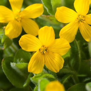Close-up of Hypericum elodes showing bright yellow, star-shaped flowers with prominent stamens and oval, glaucous green leaves.