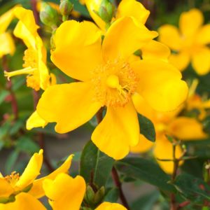 Vibrant Hypericum 'Hidcote' shrub showcasing its large, golden-yellow, cup-shaped flowers with prominent stamens against lush, dark green foliage.